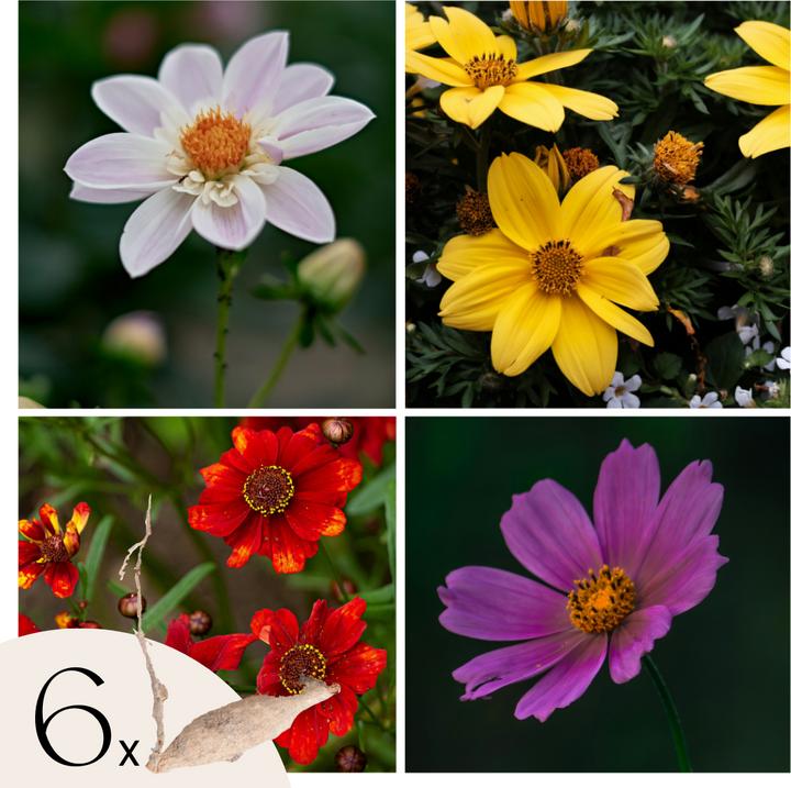 Plant in a Box Dahlia - 6er Mischung Dahlien (10 cm)
