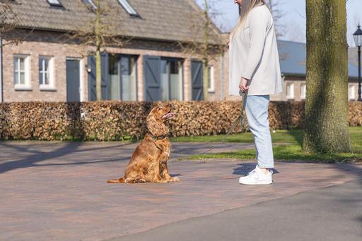 Actual product image Designed by Lotte Dog collar Velura (50, Dog, Walks, Jogging)