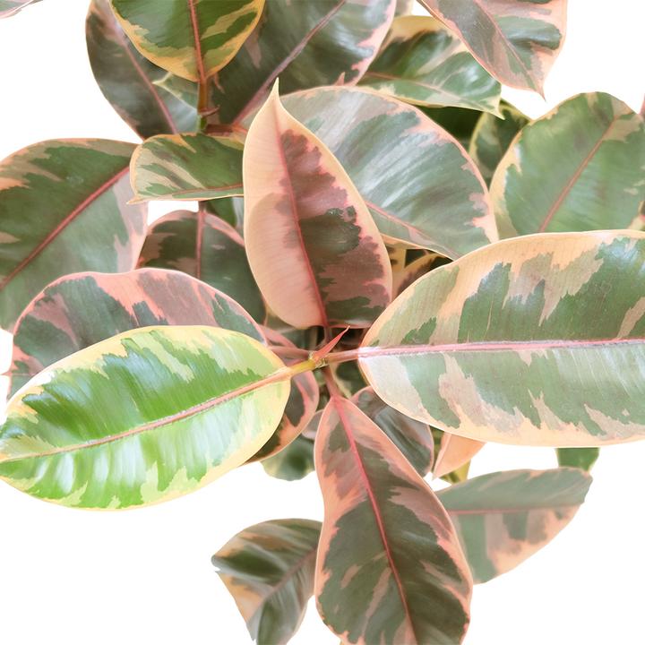 Image du produit VEG and the City Malo (Gommier rose - Ficus elastica Belize) (90 cm)