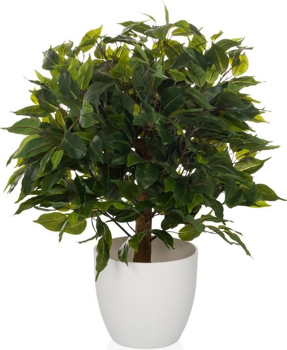 Hjh Office Ficus Ii (65 cm)