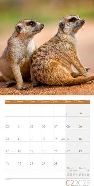 Produktbild Erdmännchen Kalender 2025 - 30x30 (30 x 30 cm, Harter Einband, Deutsch)