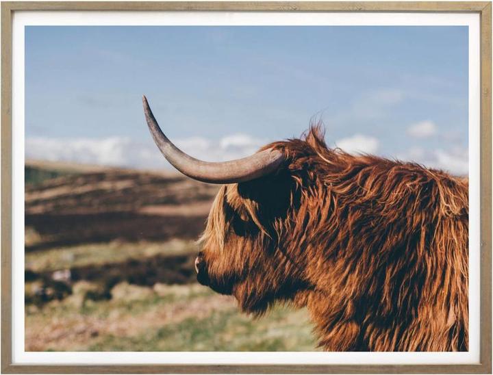 Actual product image Trenddeko Highland Cow 02 (50 x 40 cm)