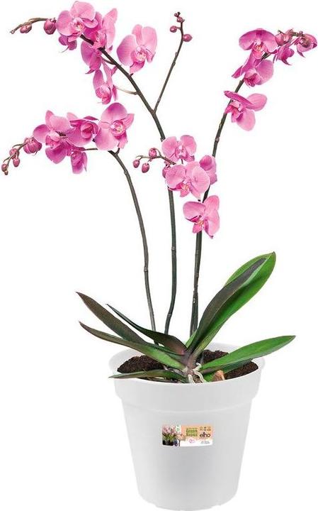 Actual product image Elho Green Basics Orchid (17 cm)