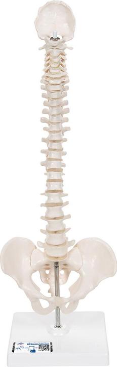 Produktbild 3B Scientific Mini Anatomie Modell Menschliche Wirbelsäule, beweglich und mit Becken, auf Stativ