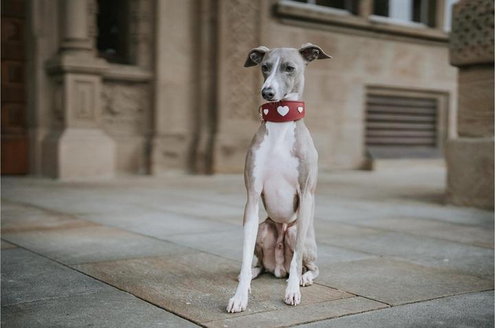 Immagine prodotto Hunter Collare per levrieri Love 52/M, rosso/nero (M, Cane, Generale)