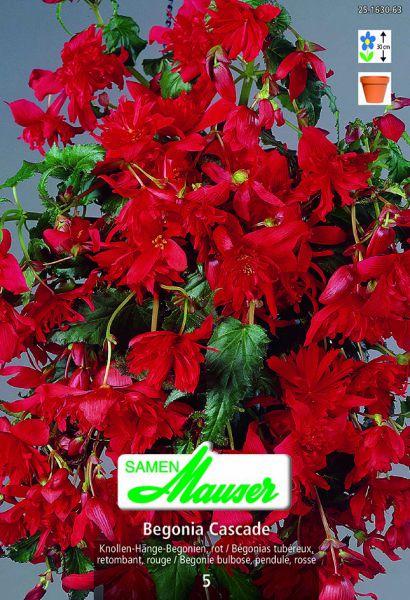 Immagine prodotto Samen Mauser Begonia a cascata Begonia sospesa (Semi di fiori)