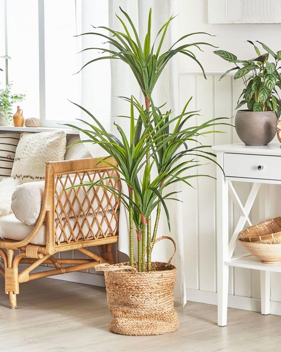 Immagine prodotto Beliani Dracaena Anita (147 cm)