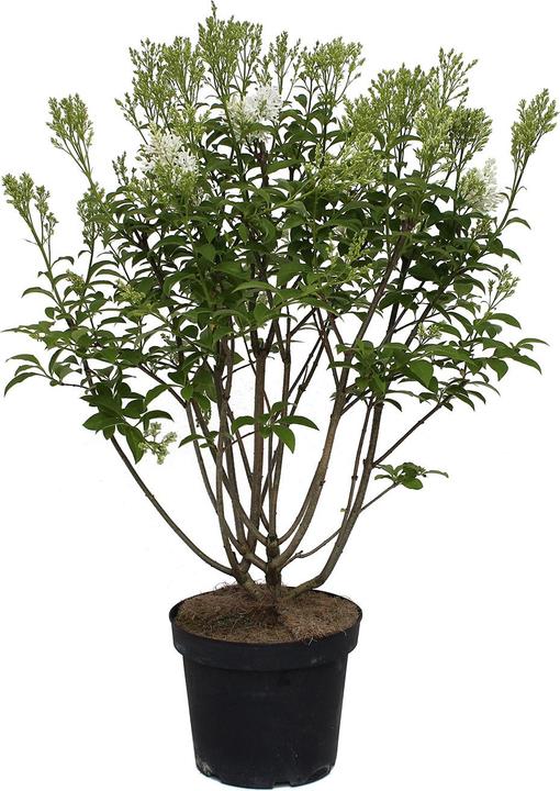 Immagine prodotto Zulauf Kanadischer Flieder / Syringa (PRE) 'Agnes Smith' (70 cm)