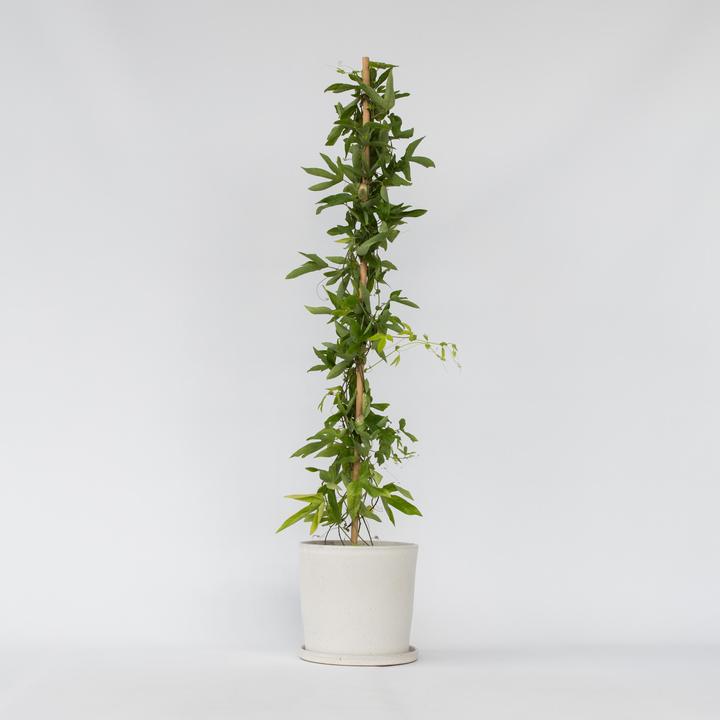 Actual product image Plant in a Box Passiflora x violacea 'Victoria' - Passion flower (110 cm)