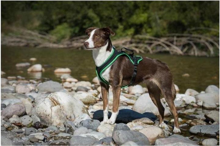 Actual product image Grossenbacher Chest harness Dogs Fun Run (XL, Dog, Work, Dog sport, Jogging)