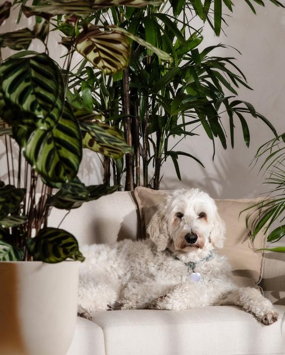 Image du produit feey Grand Calathea Roseopicta (65 cm, Fraîchement rempotés, Respectueux des animaux)