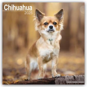 Produktbild Avonside Publishing Ltd:Chihuahua 2025 (305 x 305 mm, Englisch)