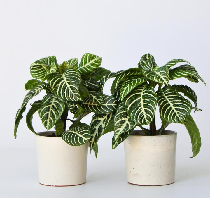 Image du produit Plant in a Box Aphelandra squarrosa Botanica - Set de 2 plantes zébrées (25 cm)