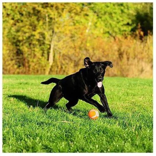 Produktbild Chuckit! CHUCKIT TENNIS BALL Tennisball 7 6 cm Durchmesser Grösse L Orange (Kauspielzeug Hund)