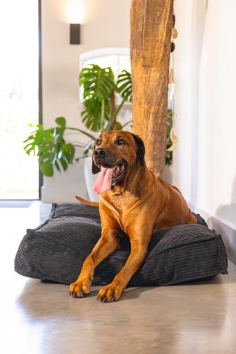 Actual product image Designed by Lotte Ribbed Cushion (Dog)
