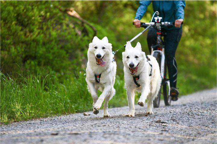 Actual product image Non-Stop Dogwear Freemotion pull harness running harness sport harness (8, Dog, Dog sport)