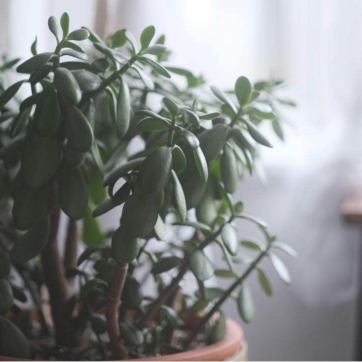 Immagine prodotto Plant in a Box Crassula ovata Minor - Pianta di giada (60 cm)