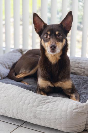 Actual product image Karlie Lounger bed Velvet (Dog)