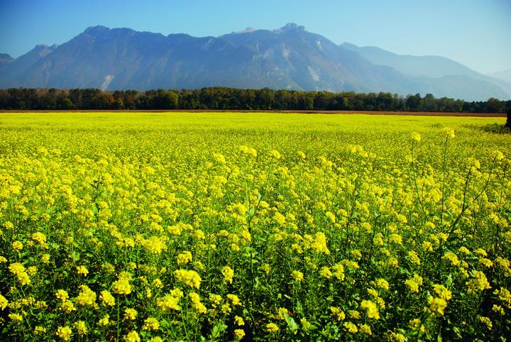 Actual product image Zollinger Bio Mustard (annual) (Seedlings)