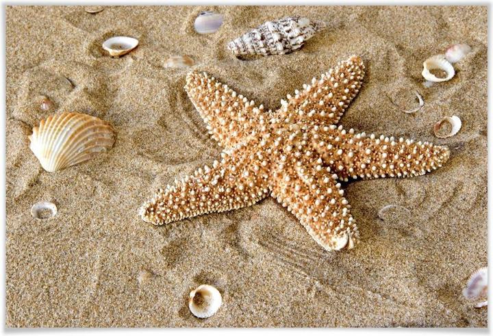 Image du produit Trenddeko Patrick l'étoile de mer (60 x 40 cm)
