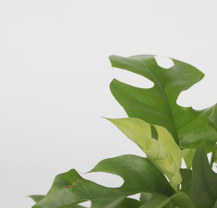 Produktbild Plant in a Box Rhaphidophora Tetrasperma - Monstera Minima (20 cm)