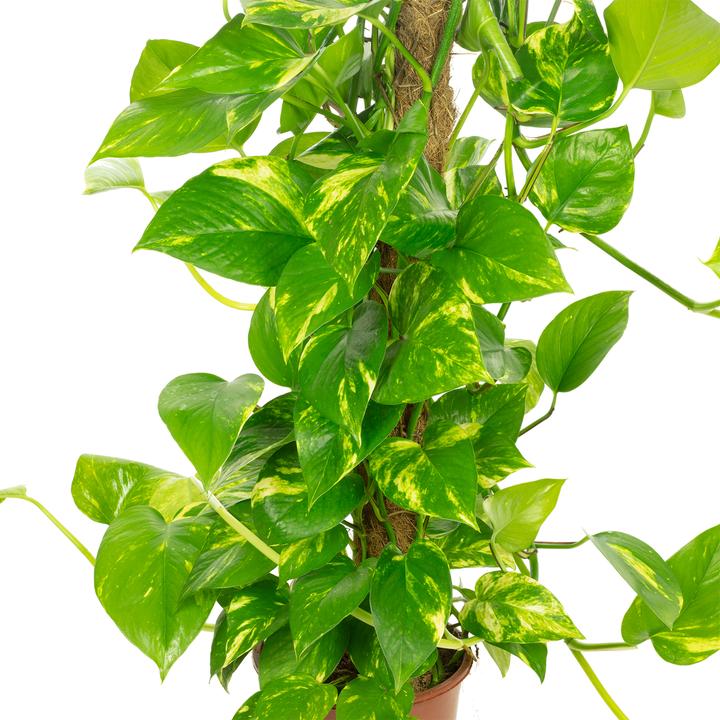 Immagine prodotto Flowerbox Efeutute am Moosstab - Epipremnum aureum