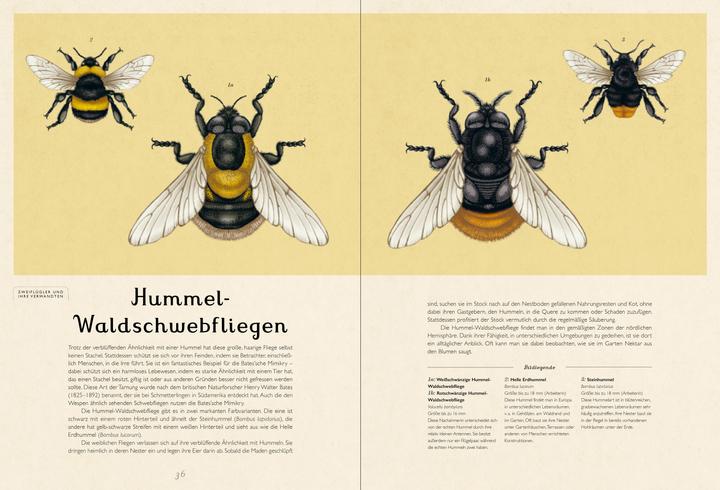 Immagine prodotto Das Museum der Insekten (Tedesco, Dave Goulson, Emily Carter, 2024)