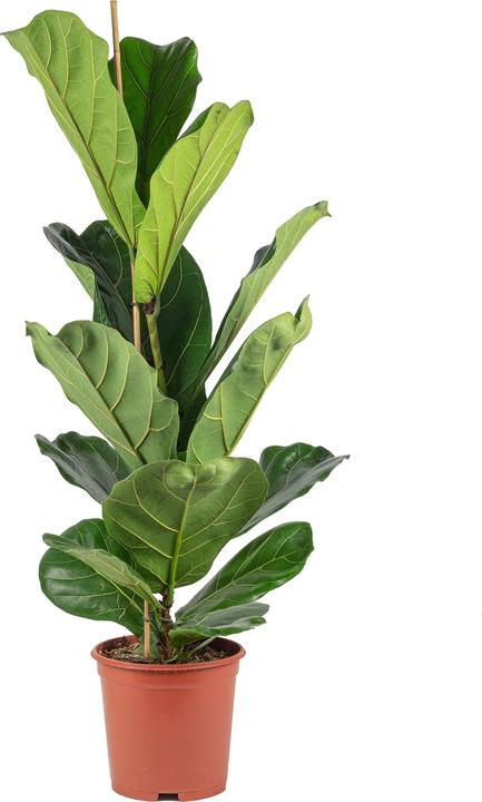 Produktbild Flowerbox Geigenfeige - Ficus Lyrata (100 cm)