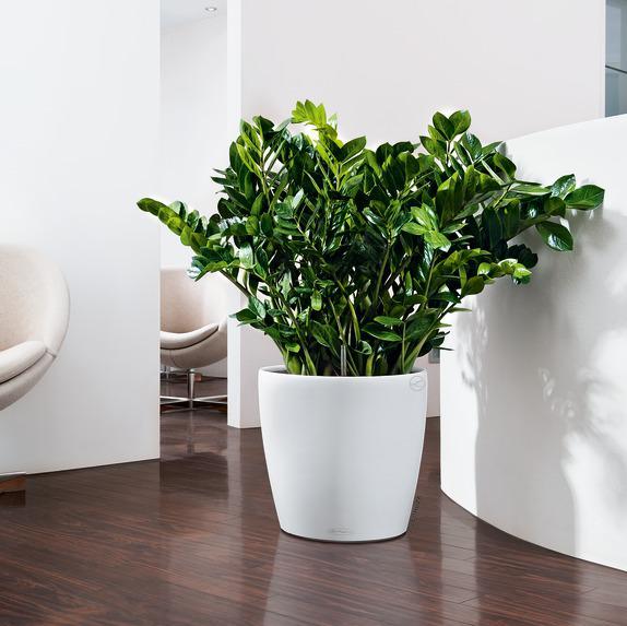 Produktbild Lechuza Classico (28.50 cm)