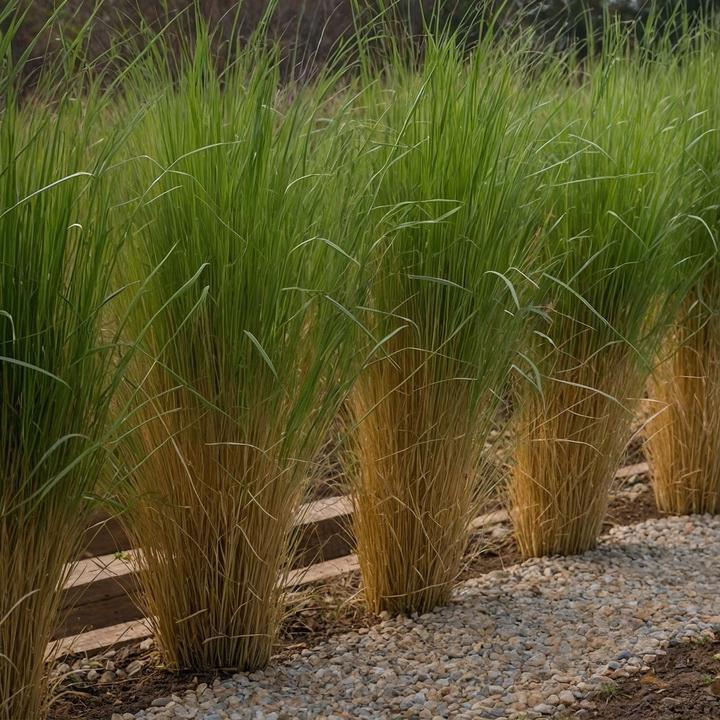Actual product image Plant in a Box Panicum virgatum 'Northwind' - Blackthorn (40 cm)