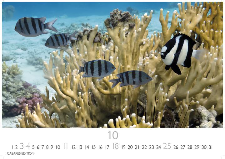 Image du produit Unterwasserwelten 2026 S 24x35cm (24 x 35 cm, Allemand)
