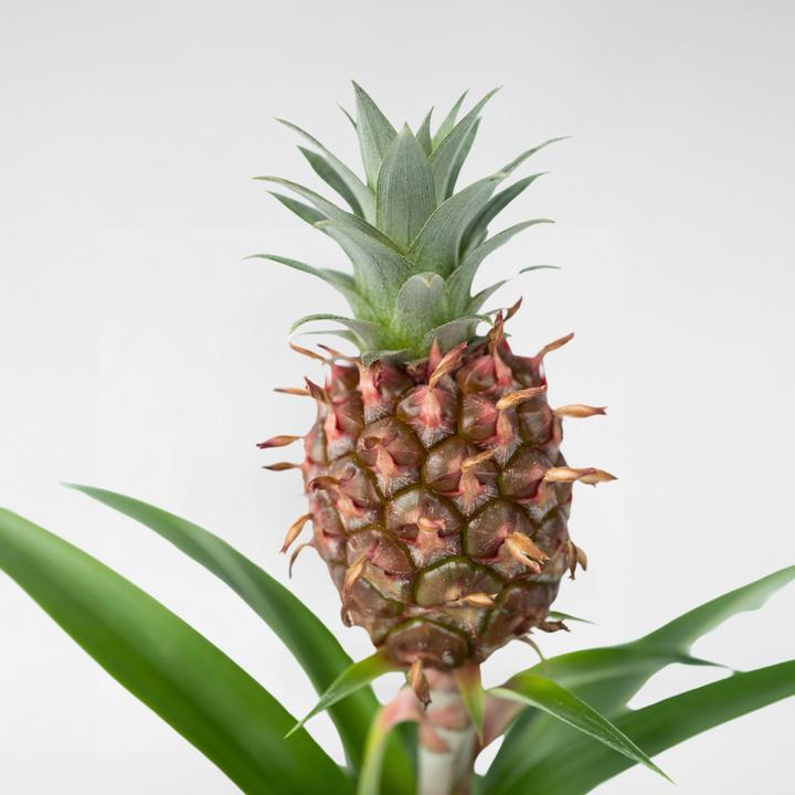 Image du produit Plant in a Box Ananas comosus 'Mi Amigo' (45 cm)