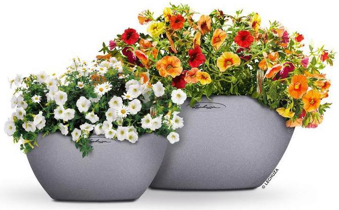 Immagine prodotto Lechuza Cubeto Colore (30 cm)