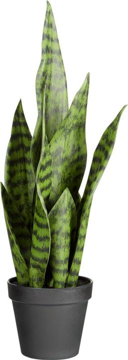 Image du produit micasa Chanvre arqué (53 cm)