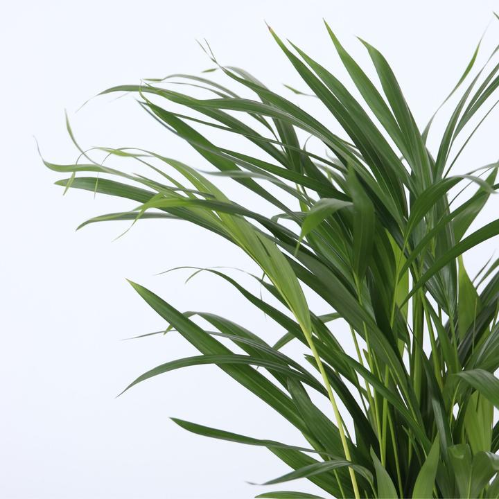 Image du produit Plant in a Box Chamaedorea Elegans, Dypsis lutescens - Mélange de 2 palmiers d'intérieur (60 cm)