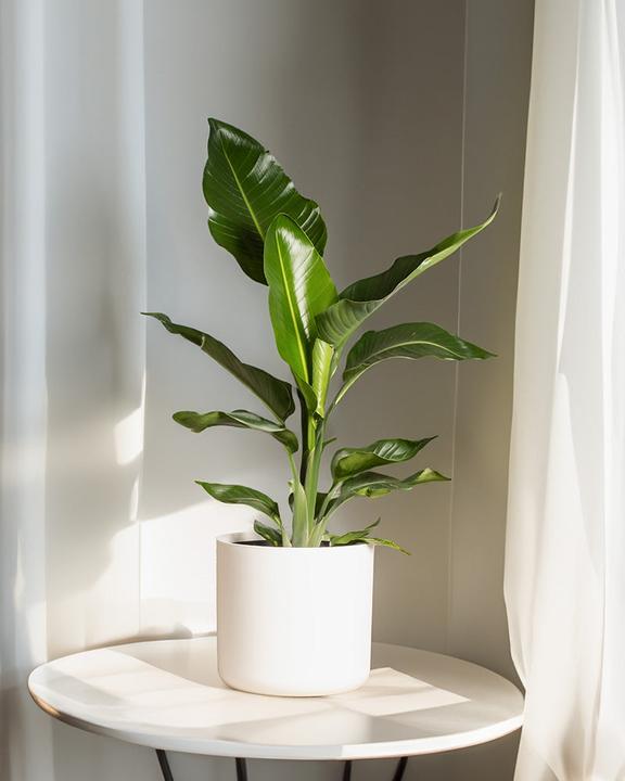 Immagine prodotto feey Strelitzia XL (110 cm, Appena rinvasata)