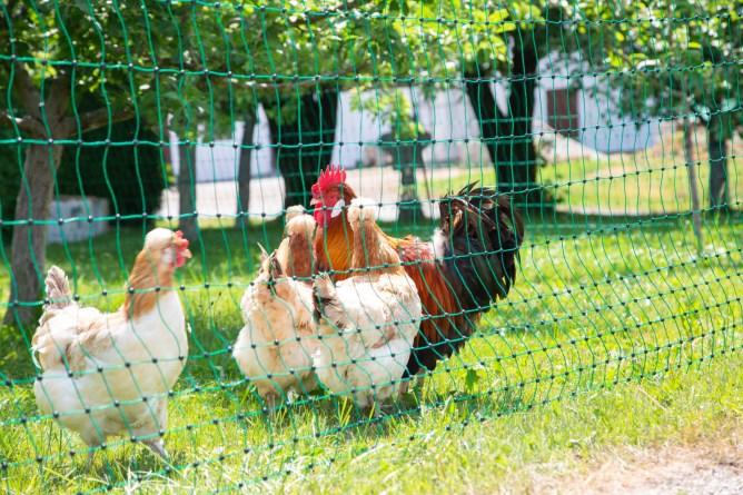 Produktbild Kerbl Geflügelnetz