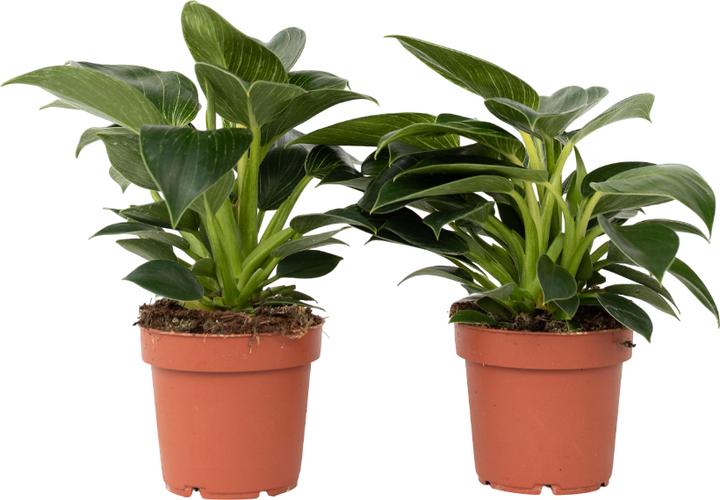 Produktbild Plant in a Box Philodendron 'White Wave' - 2er Set Weisse Welle (25 cm)