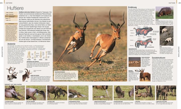 Produktbild Tiere (Deutsch, DK Verlag, Christiane Gsänger, Andreas Held, David Burnie, Dr. Gabriele Lehari, 2024)