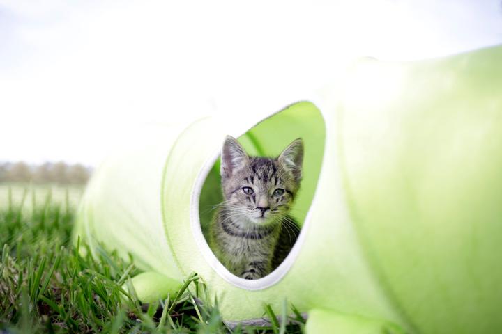 Actual product image Kerbl Cat tunnel caterpillar (Cat tunnel)