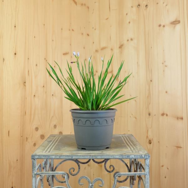 Immagine prodotto Säntispracht Set di 3, Il giglio sempreverde - Sisyrinchium angustifolium Lucerna (20 cm)