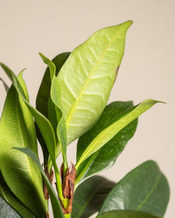 Immagine prodotto feey Fico africano (75 cm, Appena rinvasata)
