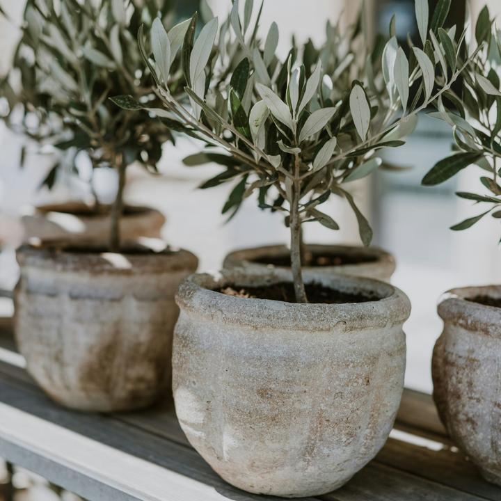 Actual product image Plant in a Box Olea Europaea - Olive tree bonsai in bowl (40 cm)