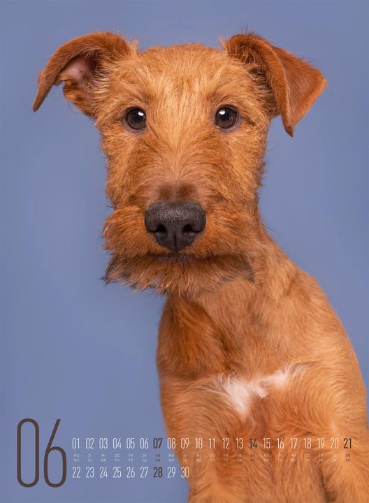 Actual product image Frei Schnauze - Kalender 2026 (33 x 45 cm, Hardcover, English, German)