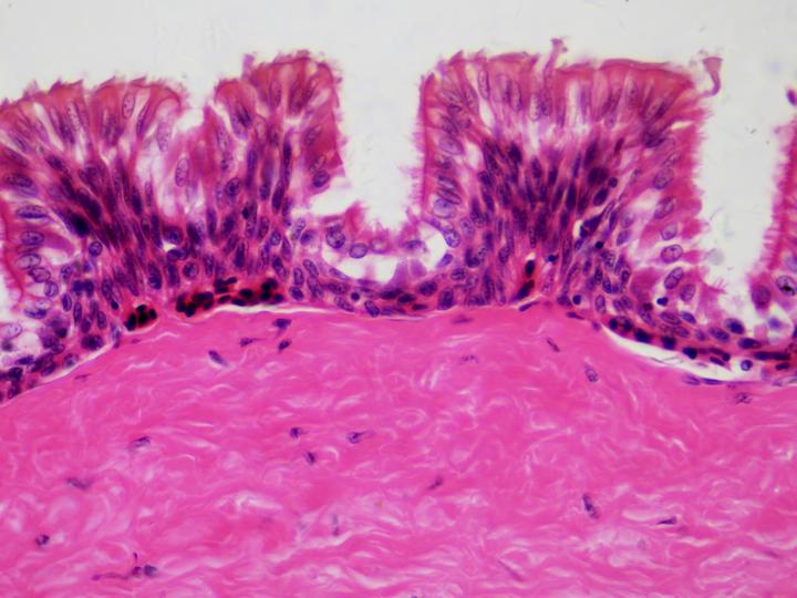 Actual product image Bresser Permanent preparations: Histology