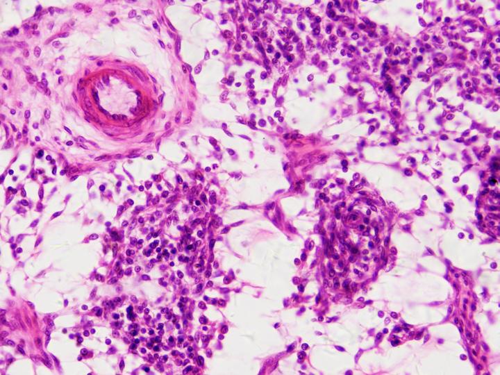 Actual product image Bresser Permanent preparations: Histology