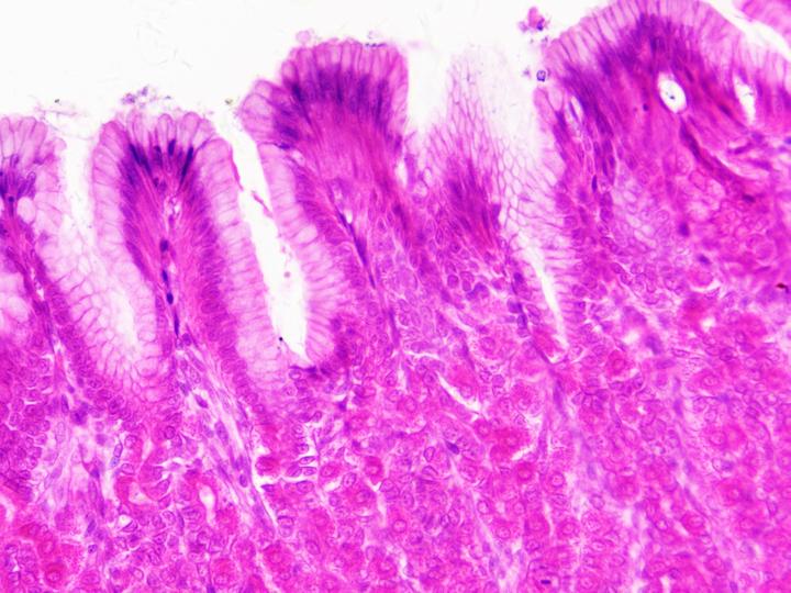 Actual product image Bresser Permanent preparations: Histology
