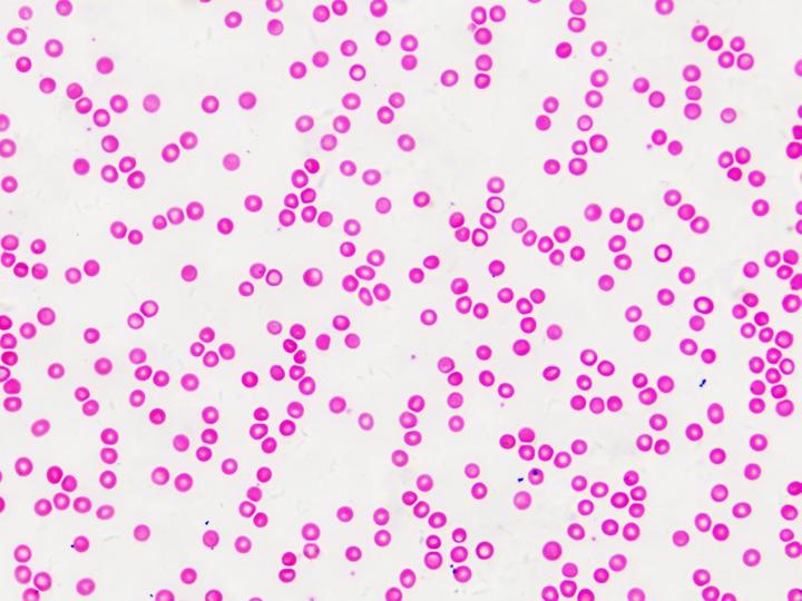 Actual product image Bresser Permanent preparations: Histology