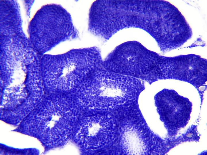 Actual product image Bresser Permanent preparations: Histology