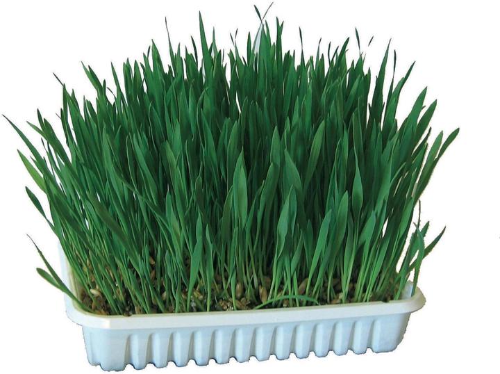 Kerbl Katzengras (1 Stk., 130 g)